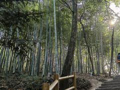 -上海佘山国家森林公园天马山园