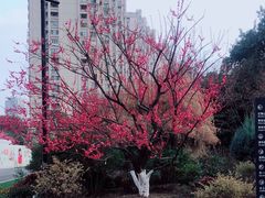 -红梅公园