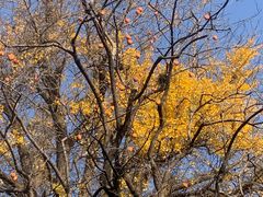 -泰山风景名胜区-普照寺