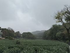 -龙坞茶村