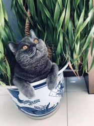 -卡尔诗·科技美肤连锁