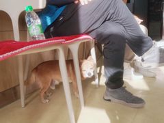 -瑞派宠物医院·中兽医专科(中央商城分院)