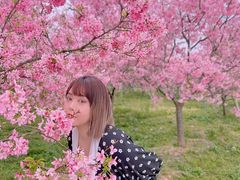 -天适樱花悠乐园
