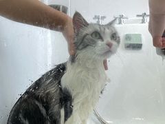 -爱洗澡的猫(望京店)