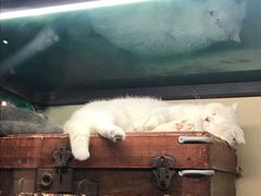 -猫咪博物馆(顶澳仔猫街店)