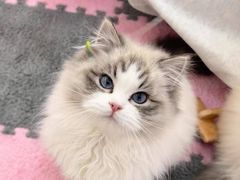 -猫十亿·布偶金渐层·曼基康矮脚猫舍(青年路店)