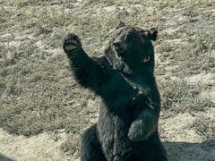 -新疆天山野生动物园