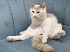 -平行世界·猫咖(首经贸店)