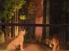 -清迈夜间动物园