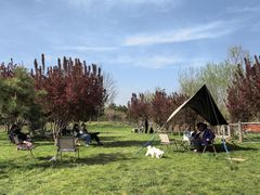 -爪吧宠物乐园 (温榆河示范区店)