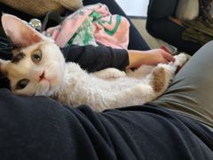 -山宅一喵德文卷毛猫舍