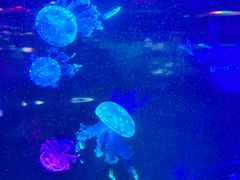 -重庆欢乐海底世界