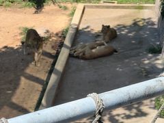 -西霞口神雕山野生动物世界