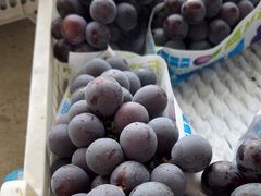 -马陆小张葡萄园农家乐