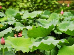 -华雅花园大酒店