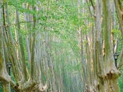 -紫金山山顶公园