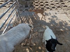 -北京鹿世界主题园