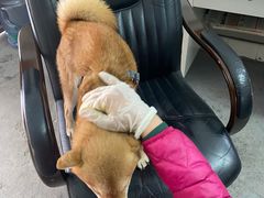 -南方医科大学南方医院(院本部)