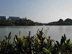-华侨城湿地公园