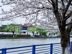 -高东镇樱花园
