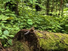 -五营红松林海景区
