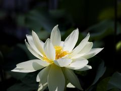 -顾村公园