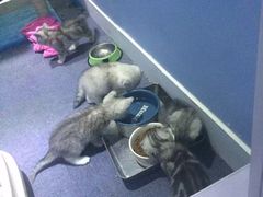 -喵的天空名猫咖啡馆·撸猫·猫舍·用品