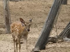 -秦皇岛野生动物园