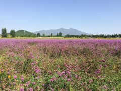 -北京东方普罗旺斯薰衣草庄园