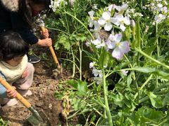 -樂桃源奉贤黄桃种植采摘基地