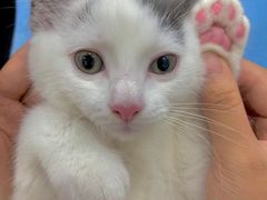-创凡宠物医院·骨专科  猫科中心(西乡分院)
