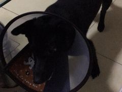 -瑞派旺宝宠物医院·犬猫全科综合·尿道专科(莲兴院)