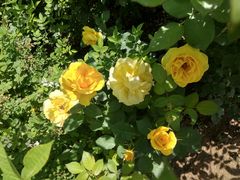 -大兴滨河森林公园