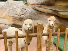 -杭州开元森泊度假乐园