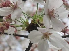 -高东镇樱花园