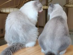 -鼓捣猫呢主题猫咖店