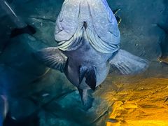 -上海海洋水族馆