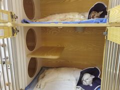 -pd派德宠物中心医院24H急重症·眼科中心·血液透析中心(嵩山北路店)