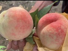 -老袁家蜜桃农场·阳山水蜜桃