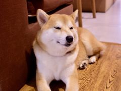 -柴务处·柴犬主题狗咖