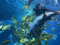 -太平洋海底世界