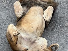 -大连森林动物园