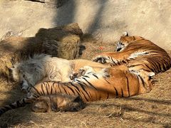-北京野生动物园
