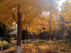 -大兴滨河森林公园