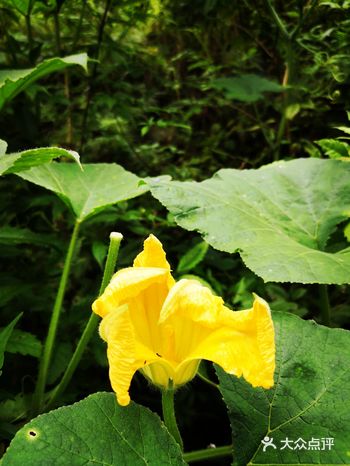 原生态的南瓜花，鲜核桃，南瓜黄叶，臭牡丹，玉米花