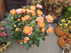 -恒达综合农贸市场(黄山路店)