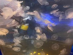 -海合安青岛极地海洋公园