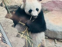 -济南野生动物世界