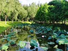 -泰州凤城河风景区-泰山公园