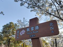 -顾村公园
